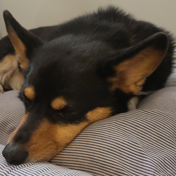 Meet your Posher, Will - Picture 1 of 1